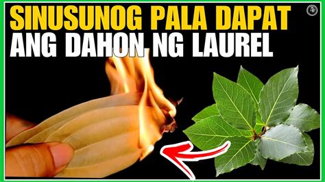 pampaswerte sa sugal|Dahon Ng Laurel Pampaswerte Sa Sugal .